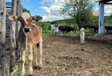Photo of Febre Aftosa: Crato vacinará cerca de 26 mil bovinos e bubalinos